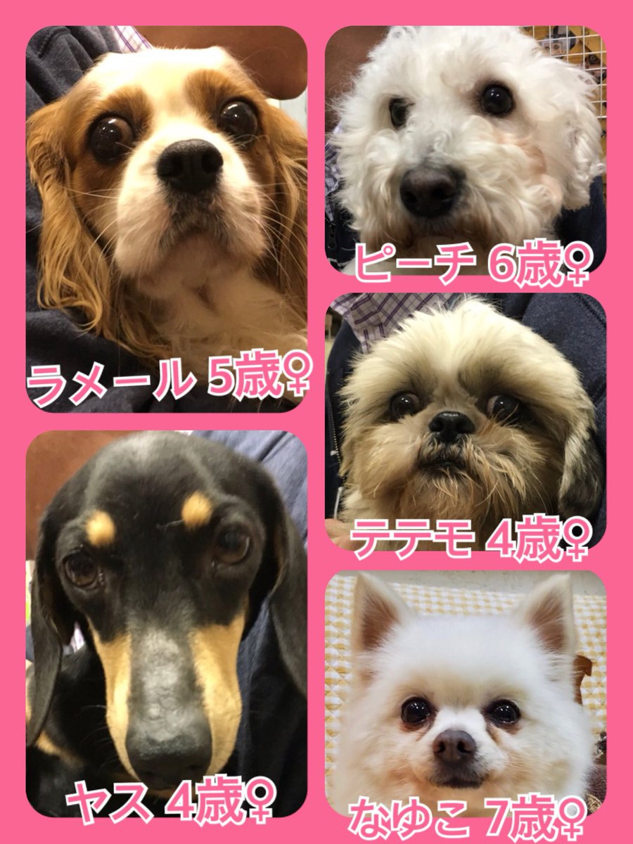 🐾今日の里親様募集中ワンコ🐶メンバーです🐾2020,2,20